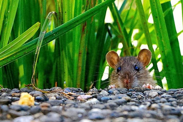 A Rat Looking at a Piece of Cheese